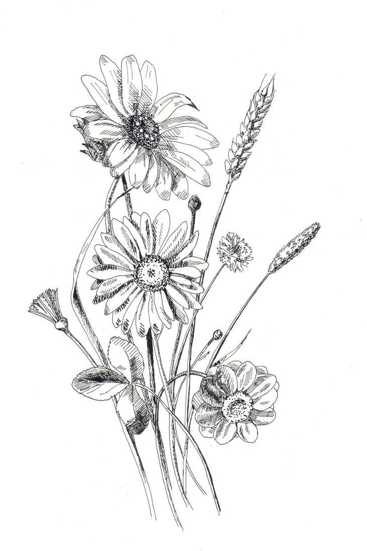 an ink drawing of flowers on a white background