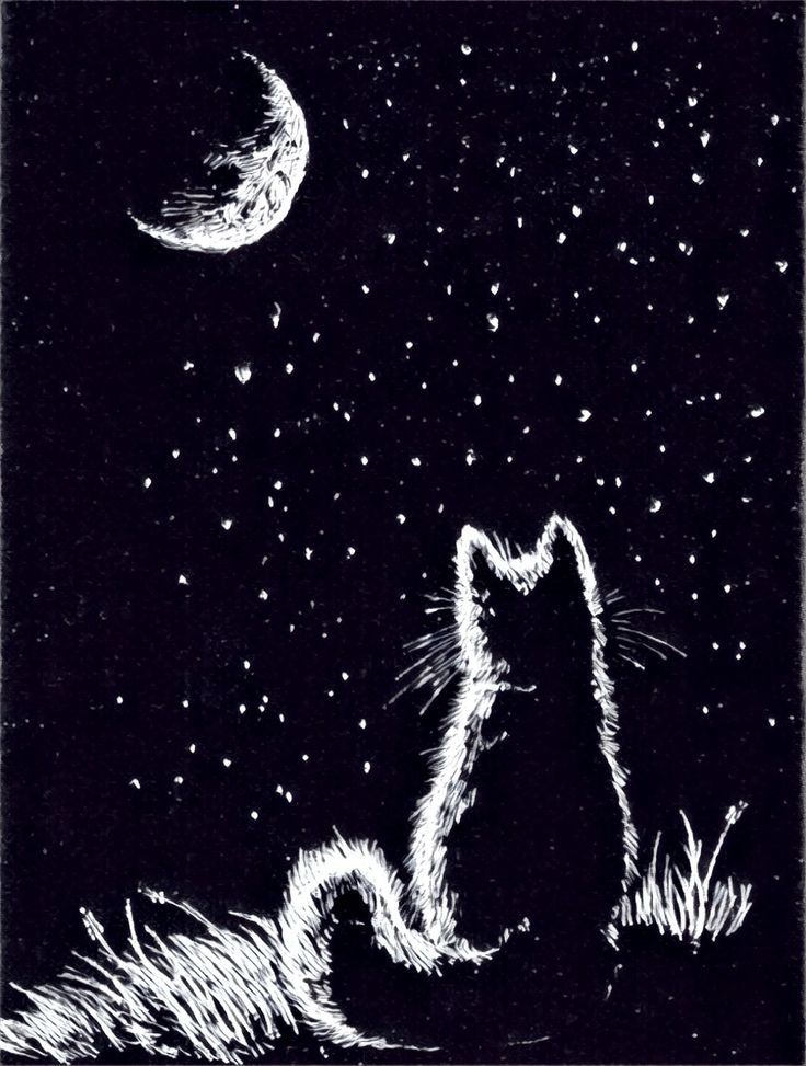 a black and white drawing of a cat looking up at the stars in the night sky