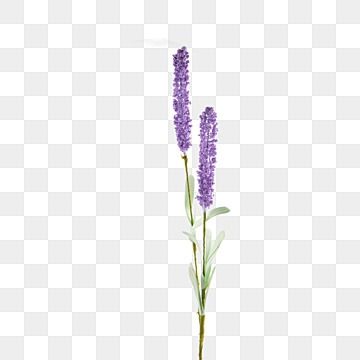 purple flowers are in a vase on a white background, flower, plant, potted png and psd