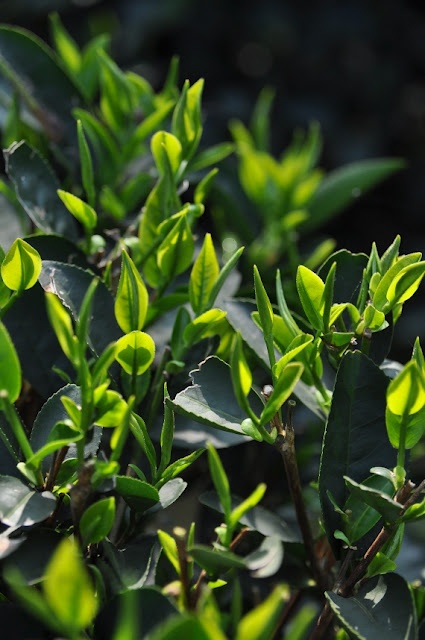 a bush with green leaves in the sunlight