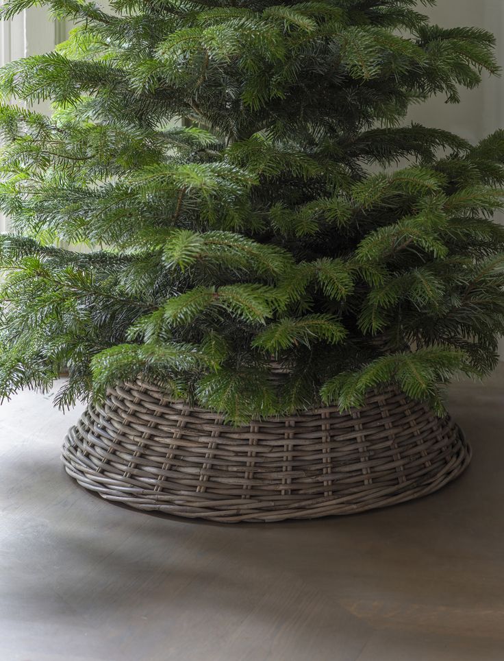 a small pine tree in a wicker basket on the floor next to a window