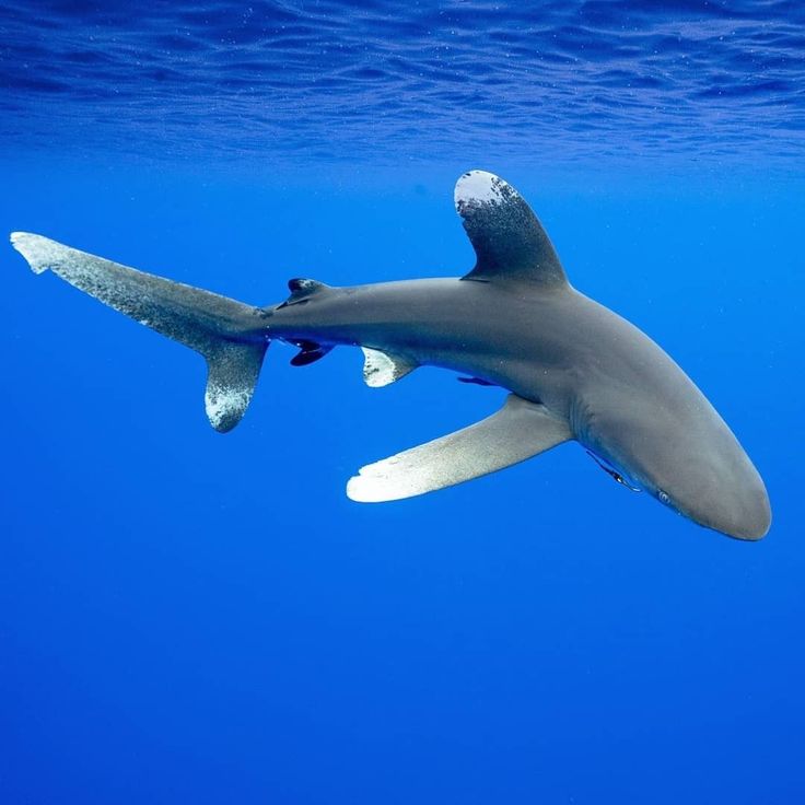 a shark swimming in the blue water