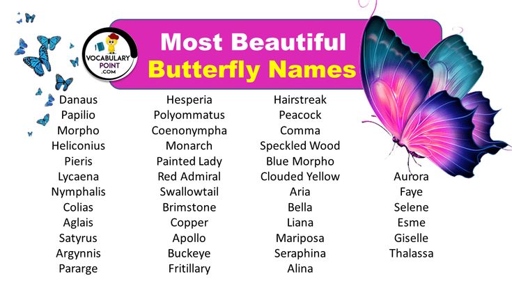 the most beautiful butterfly names in english and spanish for children to learn with their parents