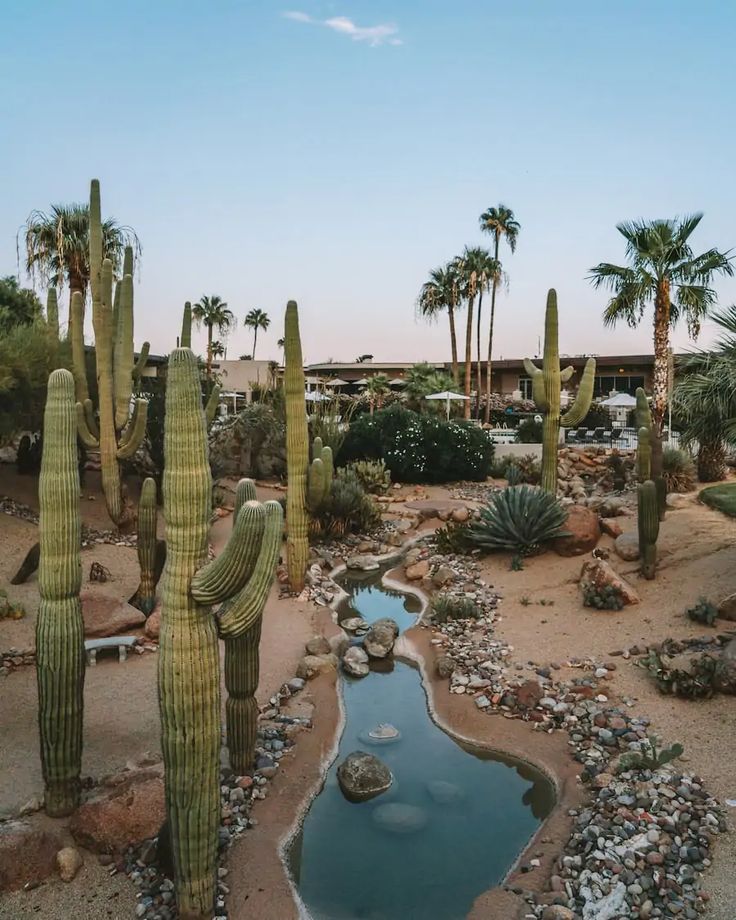 a pond surrounded by cactus trees and rocks