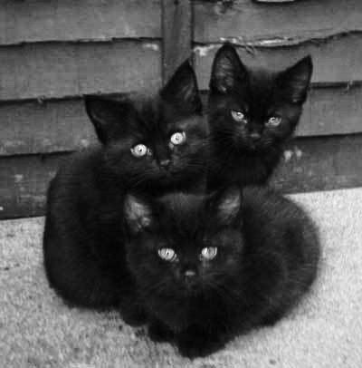 three black kittens are sitting on the ground