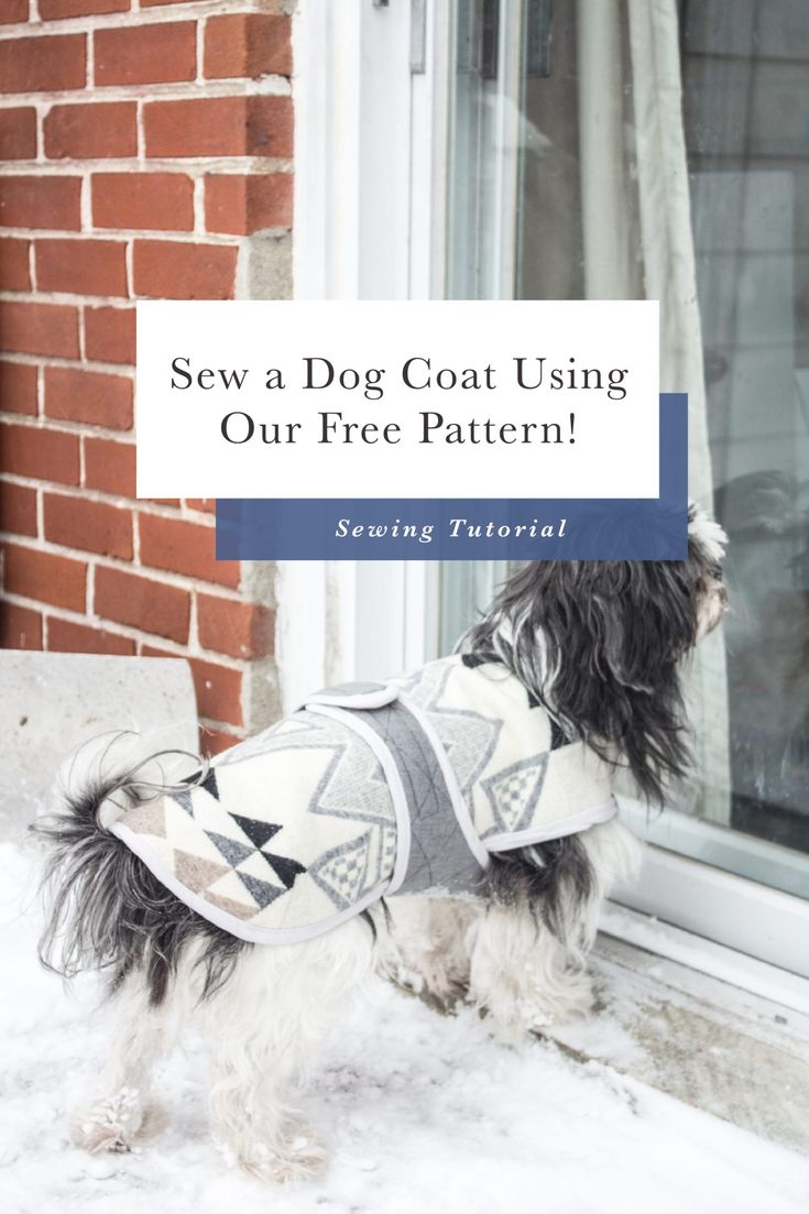 a small dog wearing a sweater standing in front of a window with the words sew a dog coat using our free pattern