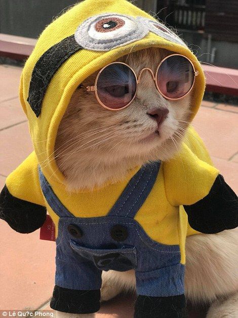 a cat dressed up like a minion wearing sunglasses