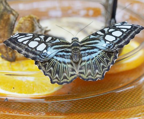 a blue and black butterfly sitting on top of an orange slice in a glass bowl