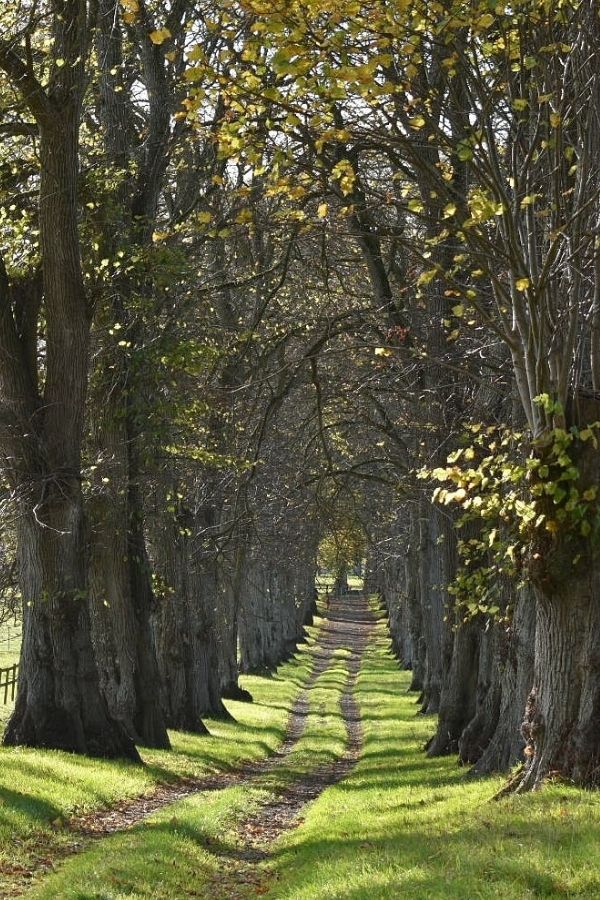 a dirt road lined with trees in the middle of a forest filled with green grass