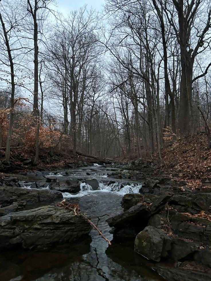 a small stream running through a forest filled with lots of leaf covered trees and rocks