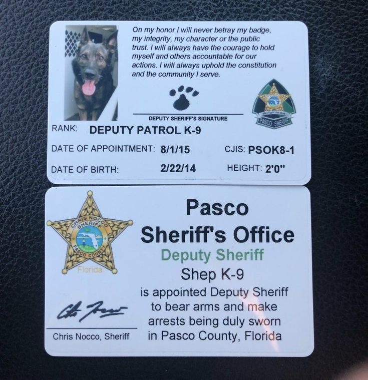 two id badges on the back of a vehicle with a dog's face and name