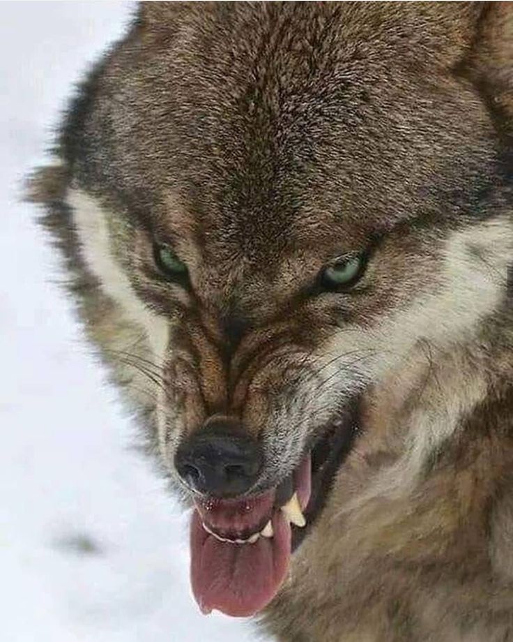 a close up of a wolf with its mouth open and tongue out in the snow