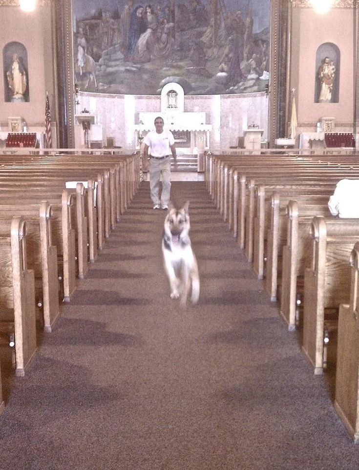 a dog is running down the aisle of a church with pews on both sides