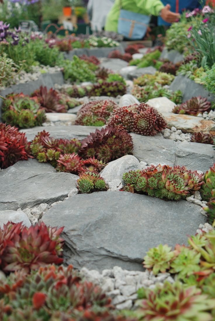 many different types of plants growing on rocks in a garden area with people looking at them