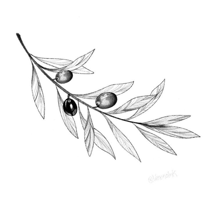 an olive branch with two olives hanging from it's leaves, drawn in black and white