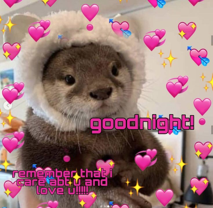 wholesome otter goodnight reaction pic Otter Memes Love, Cute Goodnight Reaction Pic, Text Back Reaction Pic, Good Night Reaction Pic Cute, Gn Reaction Pic, Goodnight Cute Meme, Good Night Wholesome, Goodnight Wholesome, Goodnight Pictures Cute