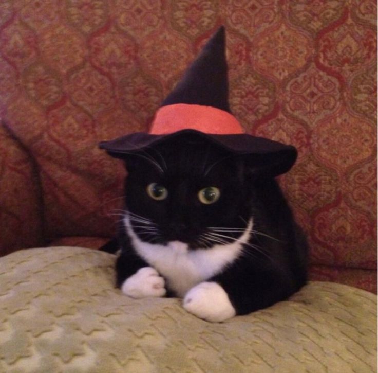 a black and white cat wearing a witches hat sitting on a couch with a green pillow