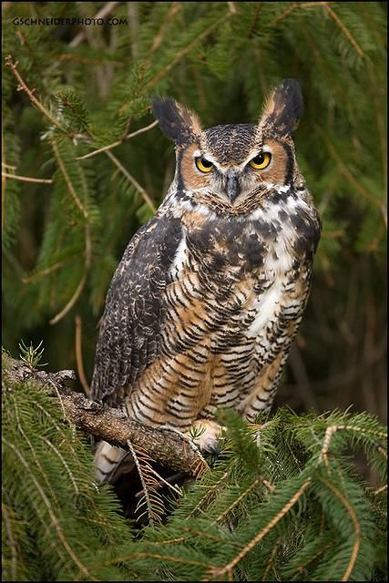 an owl sitting on top of a tree branch