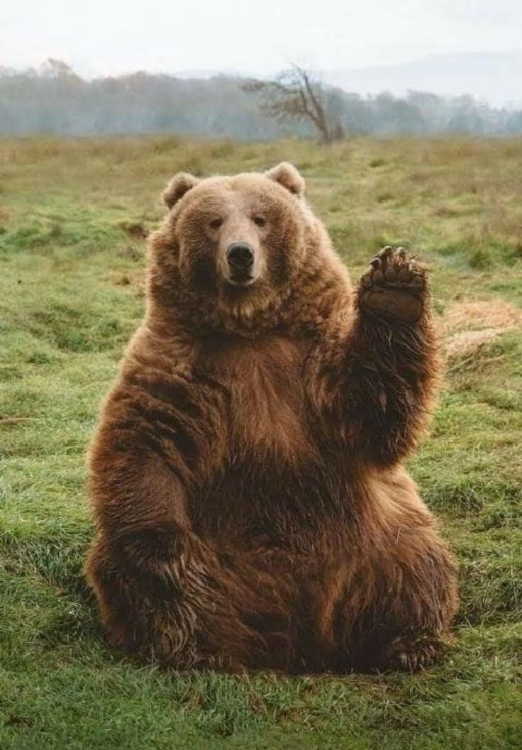 a large brown bear sitting on top of a lush green field