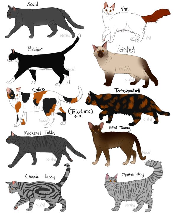 the different types of cats are shown in this drawing style, and each cat has its own name on it's chest