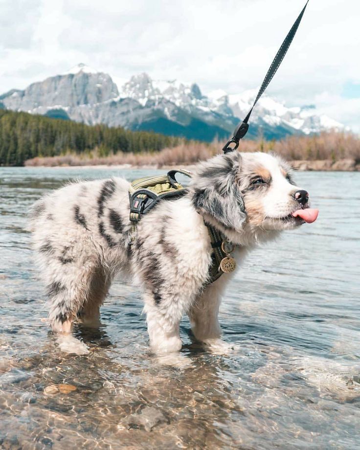 a white and gray dog standing in water with mountains in the backgrouds