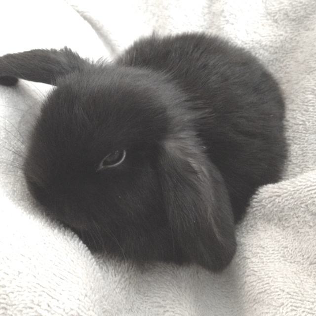 a small black rabbit laying on top of a white blanket