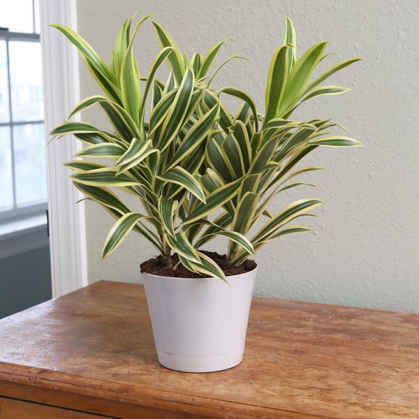 a potted plant sitting on top of a wooden table