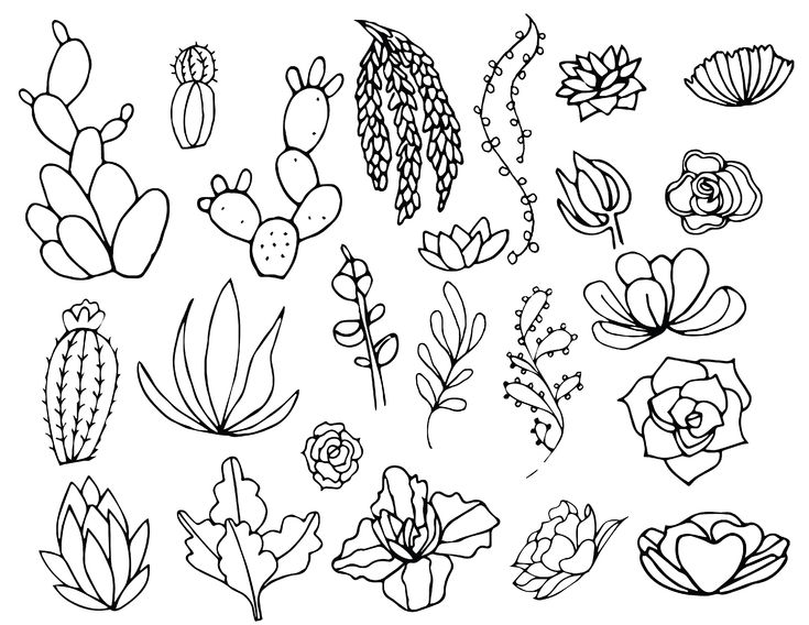 cactus and succulents are drawn in black ink on a white background