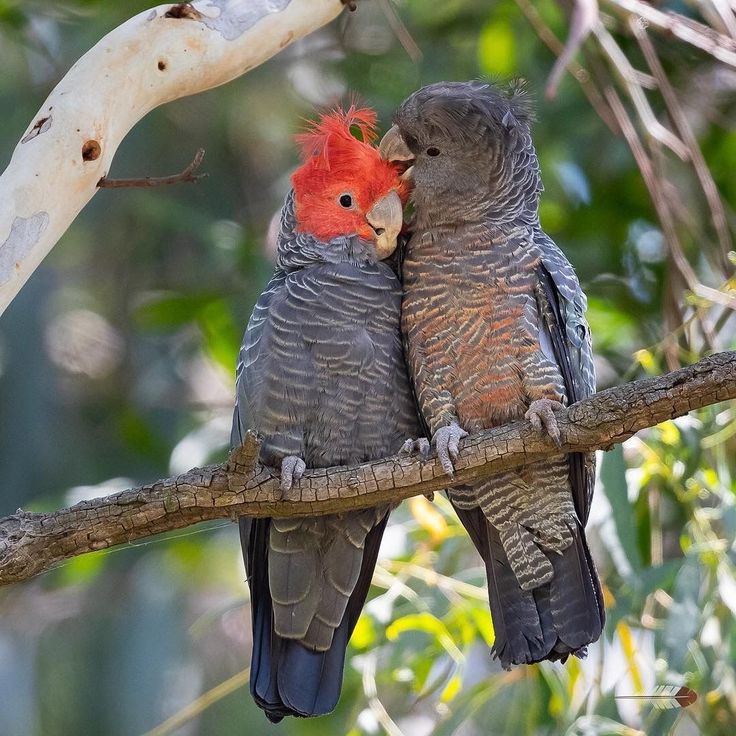 two birds sitting on top of a tree branch