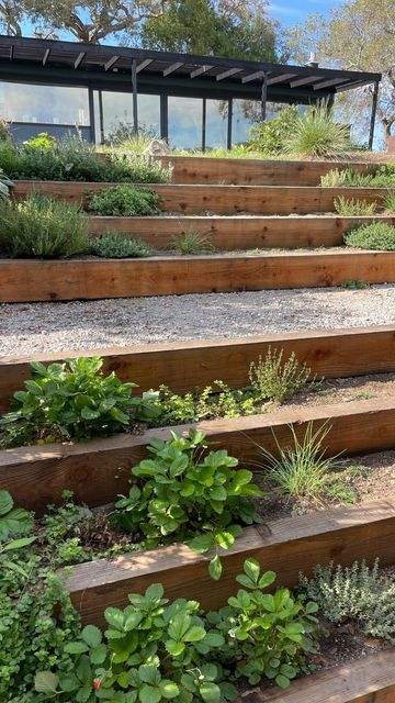 some wooden steps with plants growing on them