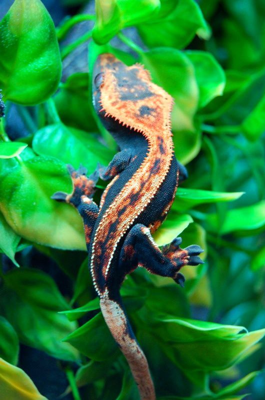 an orange and black gecko sitting on top of green leaves