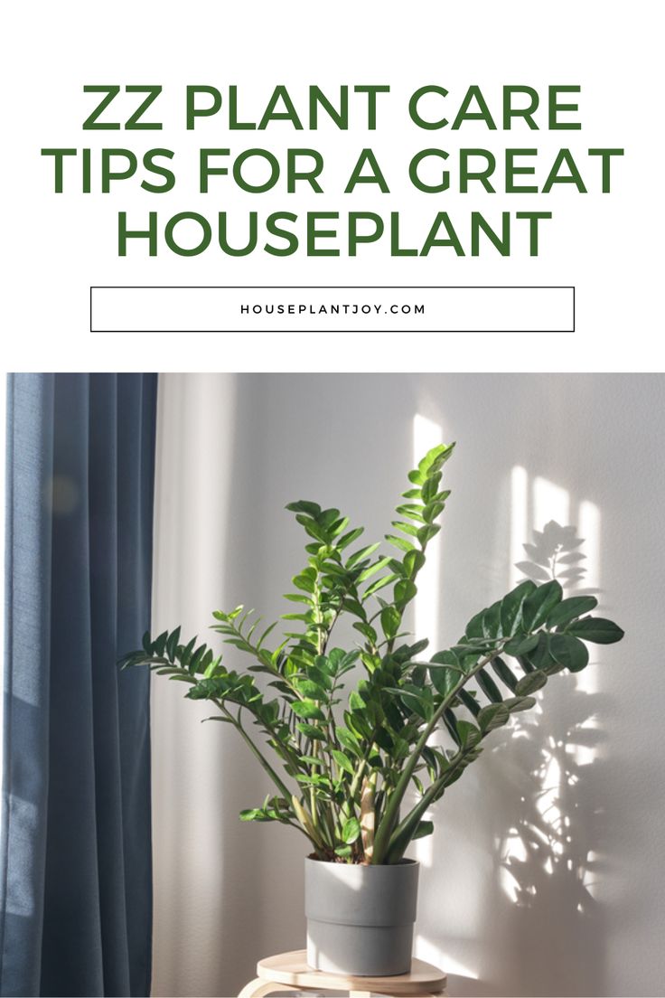 a potted plant sitting on top of a wooden table next to a window with the words, zz plant care tips for a great houseplant