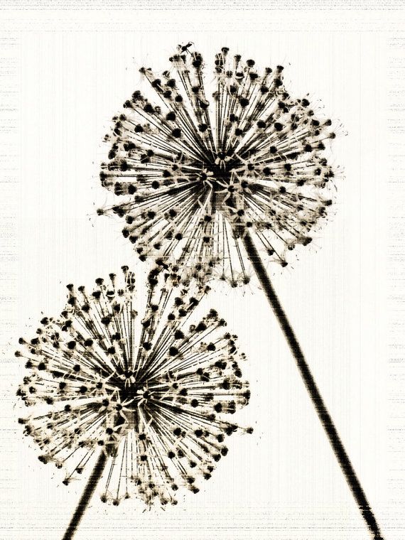 two black and white dandelions on a white background