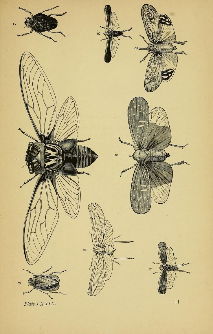 four different types of insects are shown in this antique illustration from the late 19th century