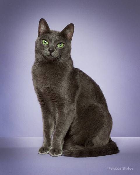 a gray cat with green eyes sitting on a purple background in front of a blue backdrop