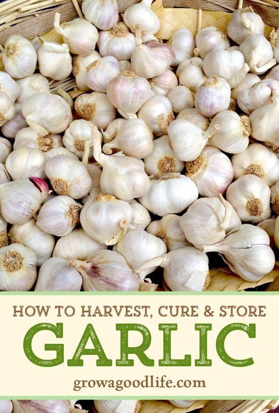 garlic in a basket with text overlay how to harvest, care and store garlic