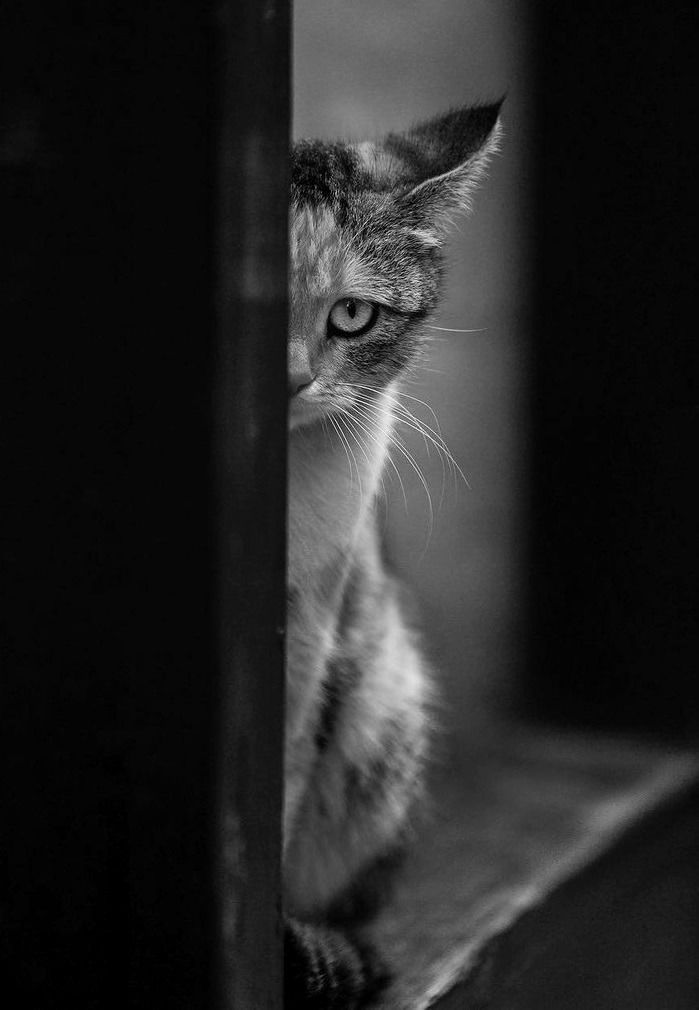 a cat sitting on top of a wooden shelf next to a door and looking at the camera