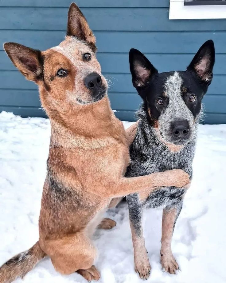 two dogs sitting in the snow with their paws on each other's back legs