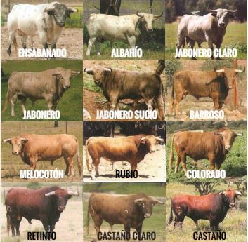 a bunch of cows that are standing in the grass with names on them and numbers below