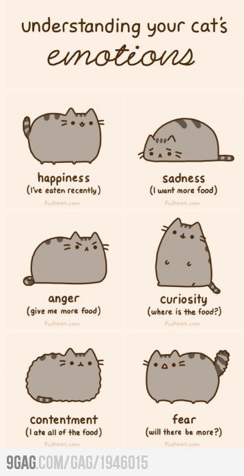 the cat's emotions in different ways