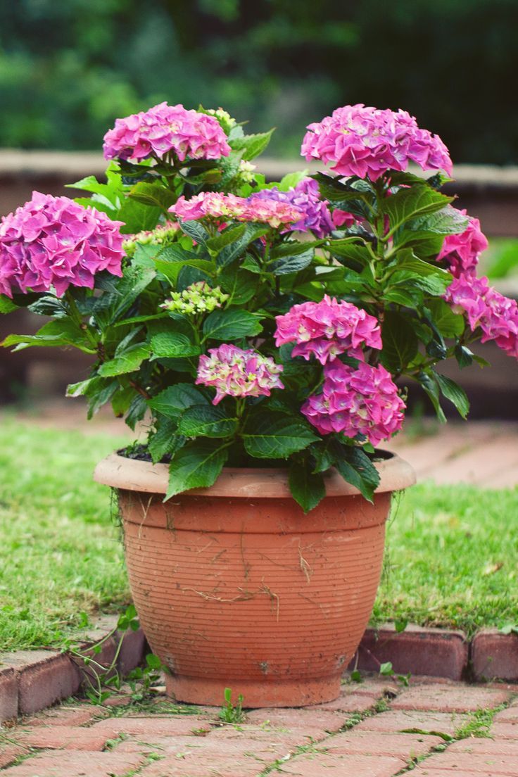 a potted plant with purple flowers in it on the ground next to some bricks