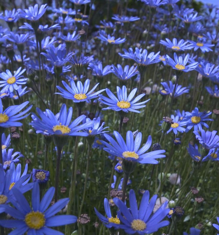 many blue flowers with yellow centers in a field