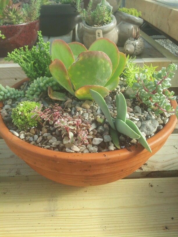 a potted plant with succulents and rocks in it on a wooden table