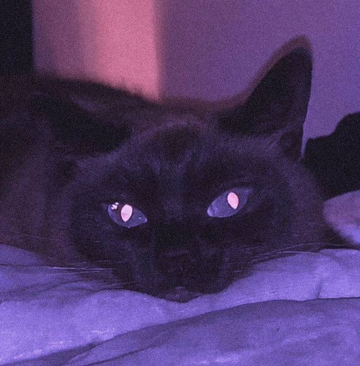 a black cat laying on top of a bed next to a purple light in the dark