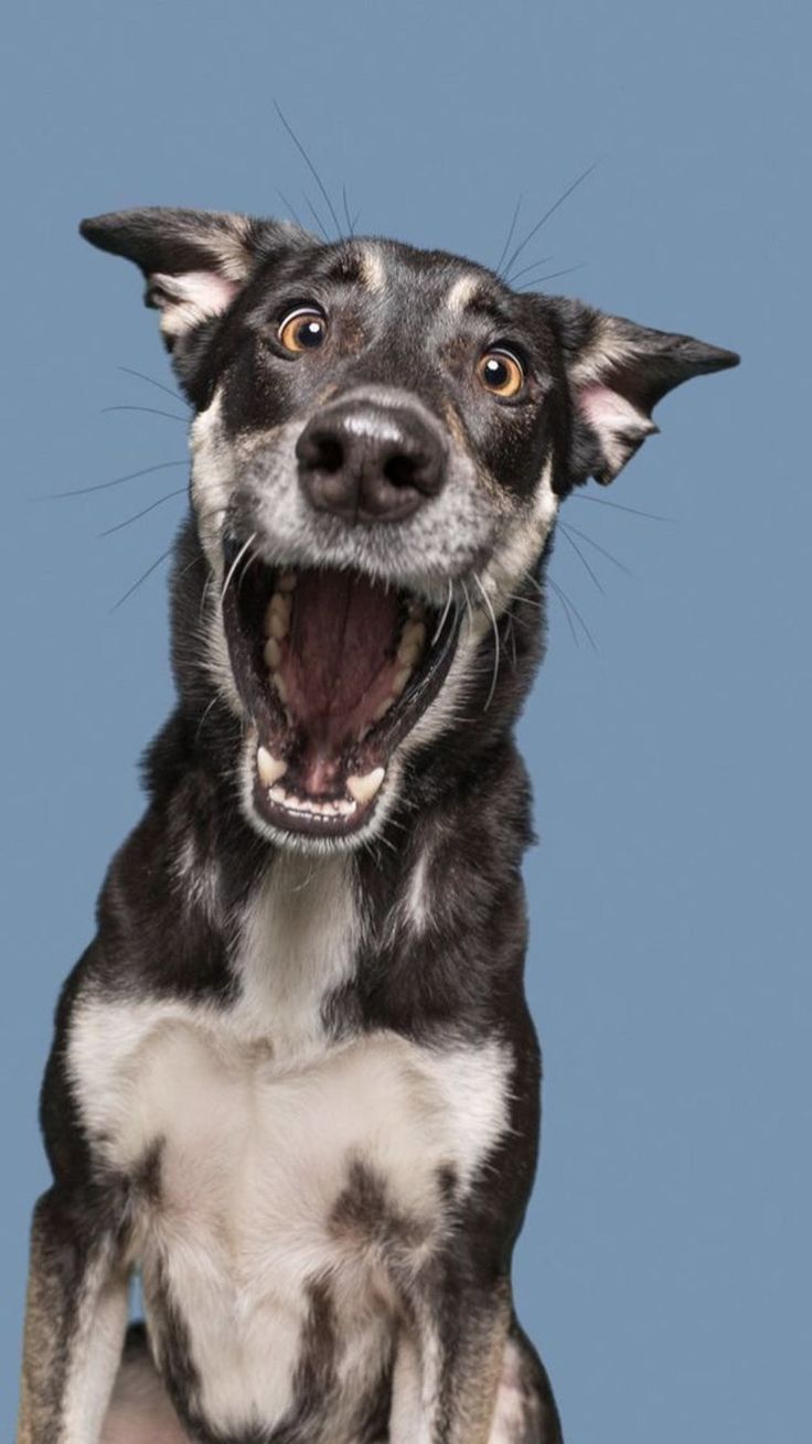 a black and white dog yawning with its mouth wide open on a blue background