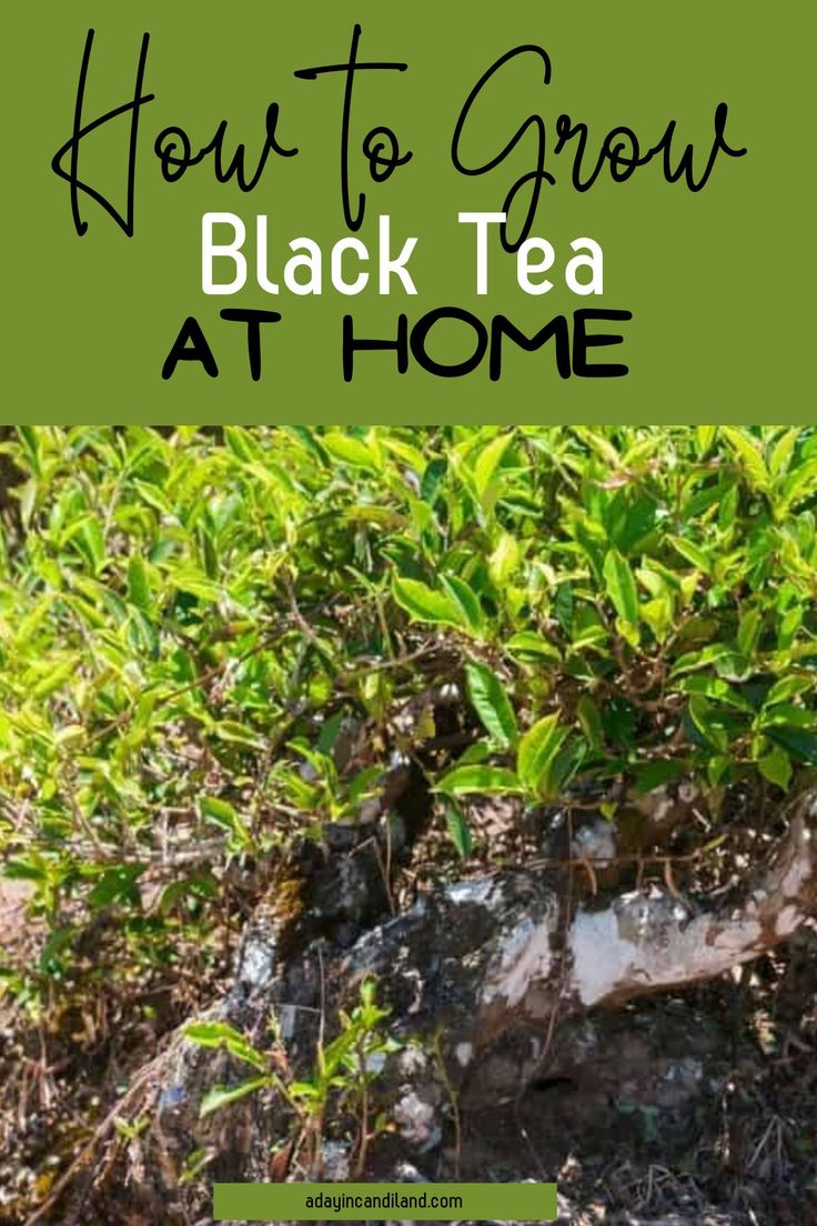 how to grow black tea at home