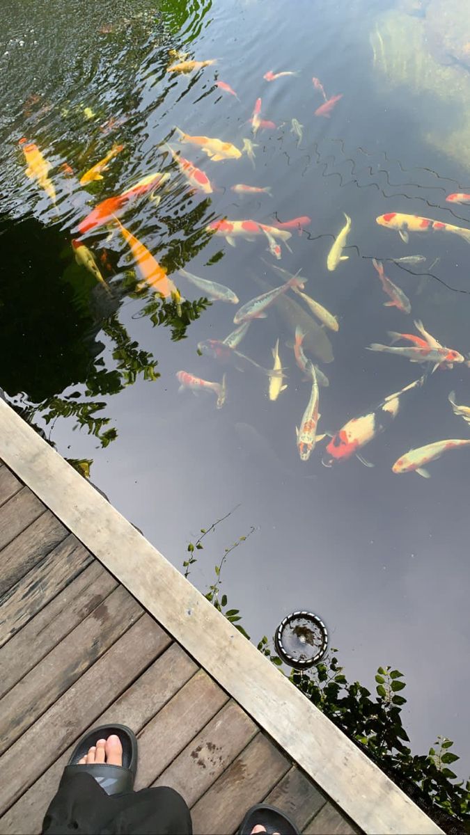 a person standing on a dock next to a pond with many fish swimming in it