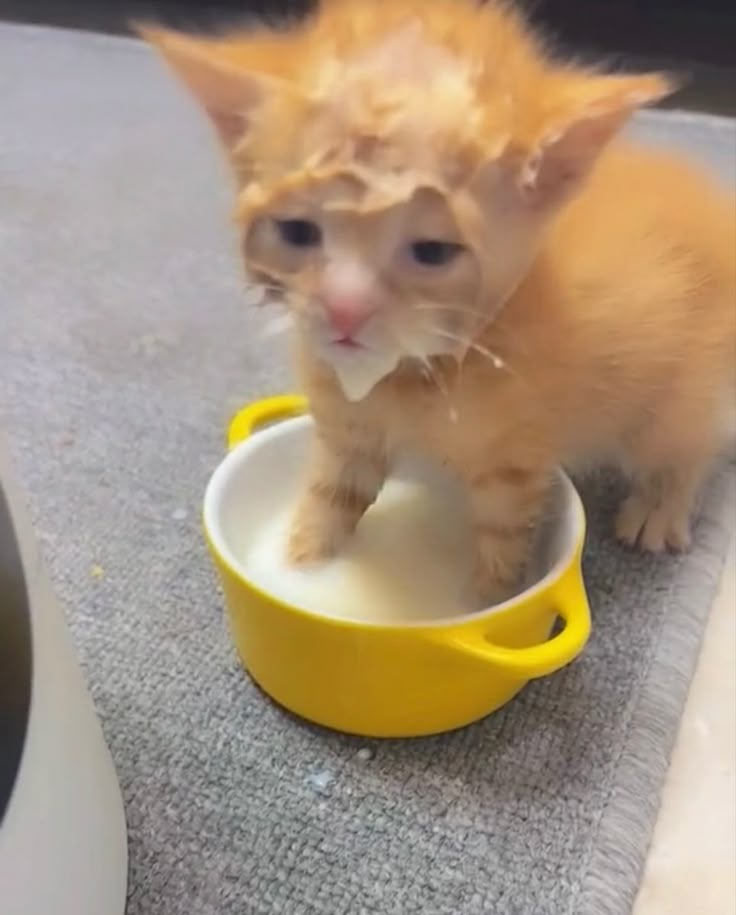 an orange kitten drinking water out of a yellow bowl