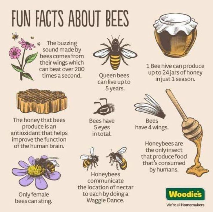 bees and honeybees are the most important things to know about bees in their natural habitat