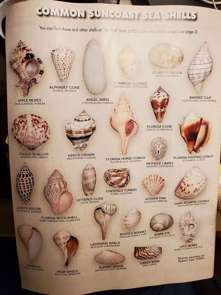 Seashells Florida Shells, Seashell Identification, Florida Seashells, Sea Beans, Shell Diy, Shell Yeah, Types Of Shells, Shells Diy, Gulf Shores Alabama